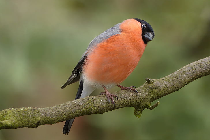 orange bird outdoor