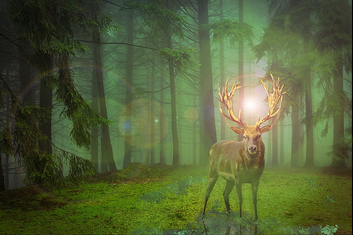 brown stag in forest illustration