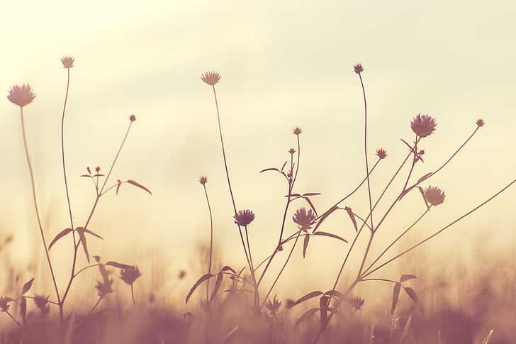 flowering weeds in sepia photography