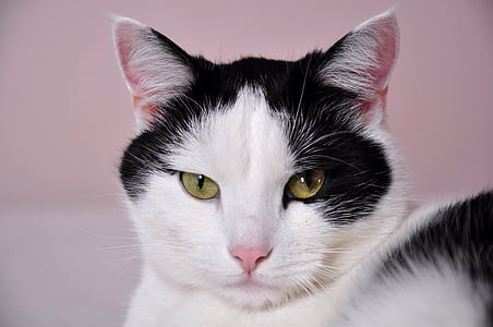short-fur white and black cat looking straight to the camera