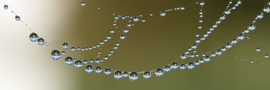 macro photo of spider web with morning dew