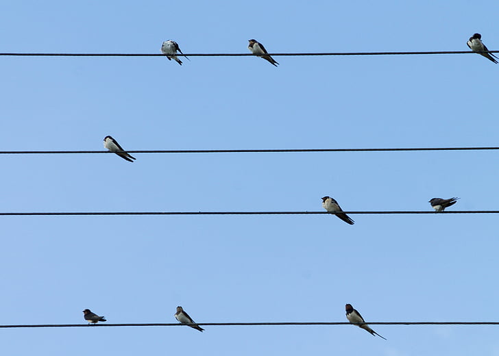 flock of Barn swallows perched on cable during daytime