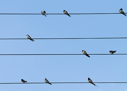 flock of Barn swallows perched on cable during daytime