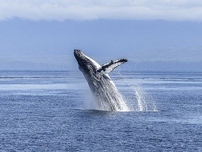 white and black whale on body water at daytime