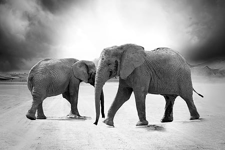 gray scale photography of two elephants