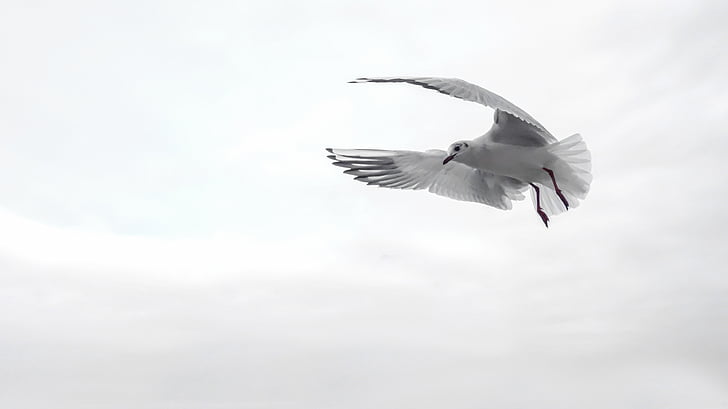 Franklin's gull flying under the clouds during daytime