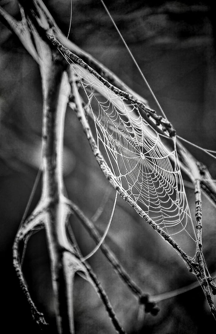 Grayscale photography of spider web