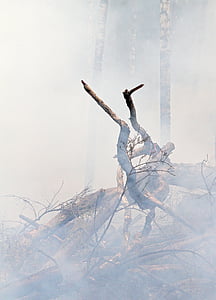 photography of bare tree with smoke