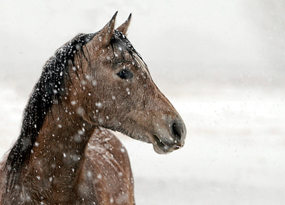 snow falling on brown horse head