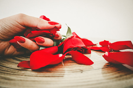 person holding red rose petaled