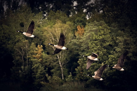 closeup photo of five black and white pigeons flying over green trees