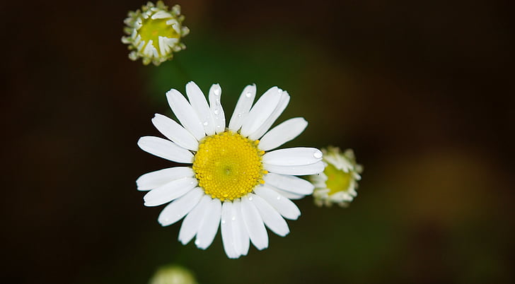 closeup photo of daisy flower