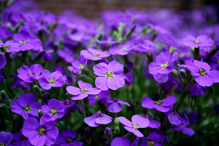 closeup photography of purple verbena flowers