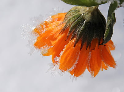 orange daisy flower in closeup photography
