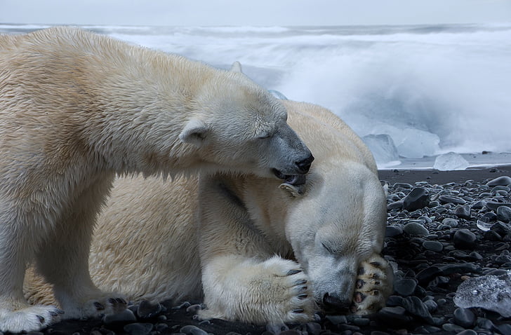 two white polar bears near melting ice