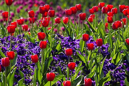 bed of red tulip flower