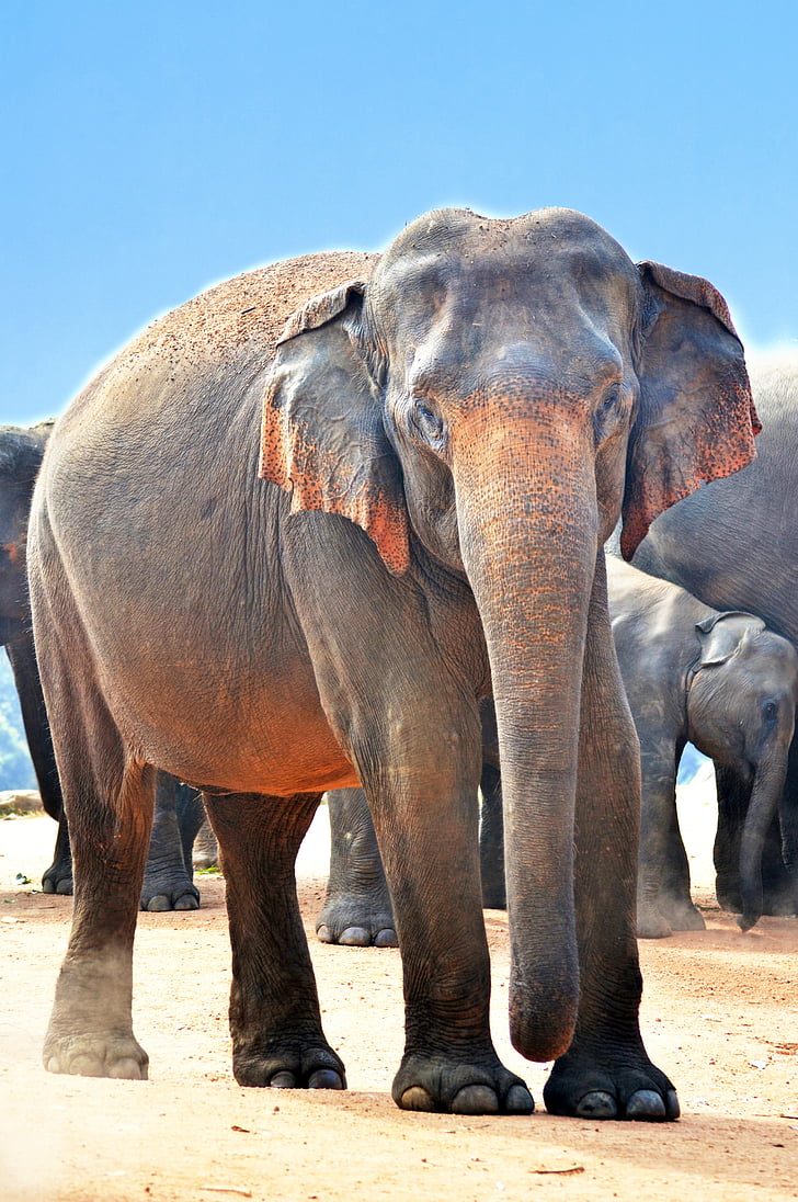 macro shot of gray elephants