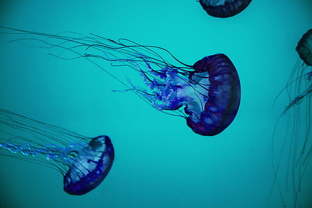 two blue jellyfishes