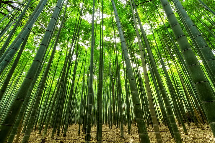 bamboo grassfield