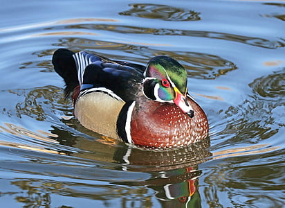 mallard duck floating on water
