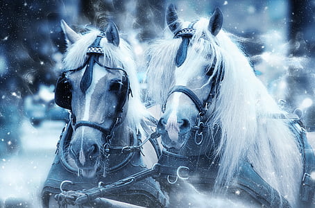 two white and brown horses in snow