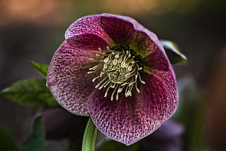purple and green petaled flower during daytime close-up photographyt