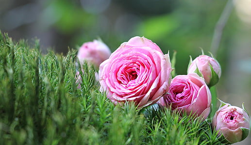 shallow depth of field of pink petaled flowers