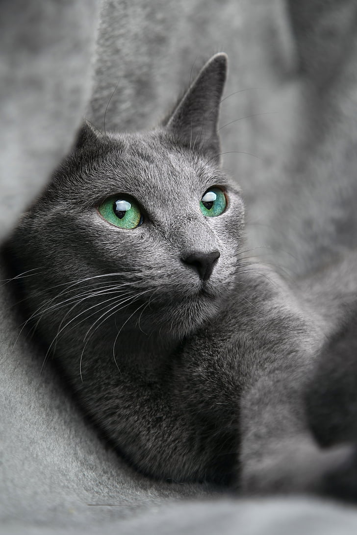 grey cat
