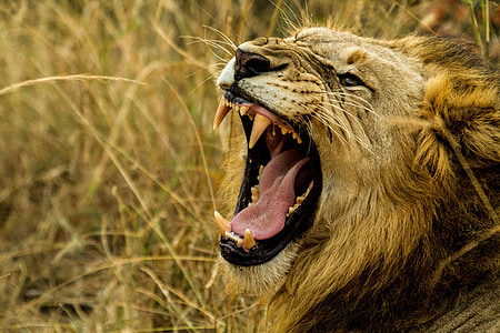 roaring lion selective focus photography