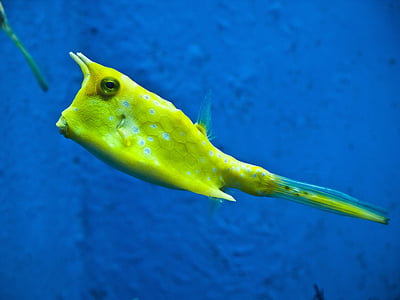 yellow box fish
