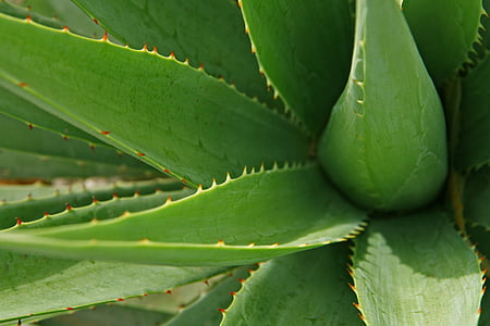 shallow focus photography of green Aloe vera