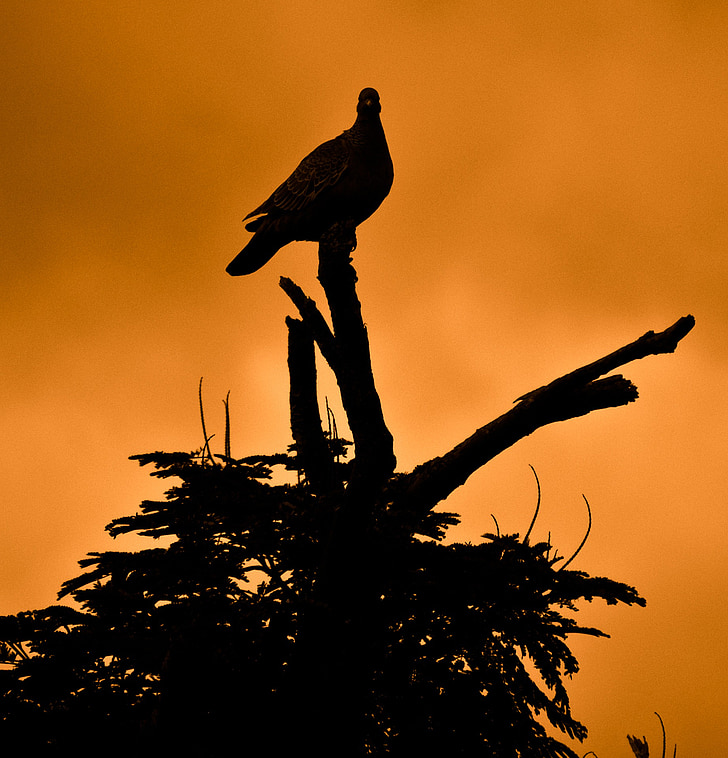 silhouette of dove perched on twig