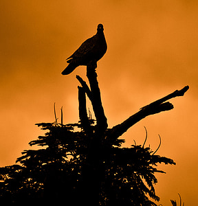 silhouette of dove perched on twig
