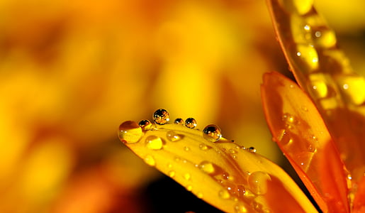 macro photography of yellow daisy flower with water droplets