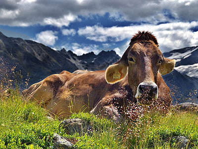 brown cow on green grass during daytime
