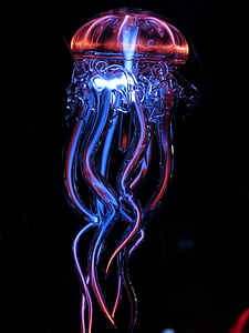 red and blue jellyfish