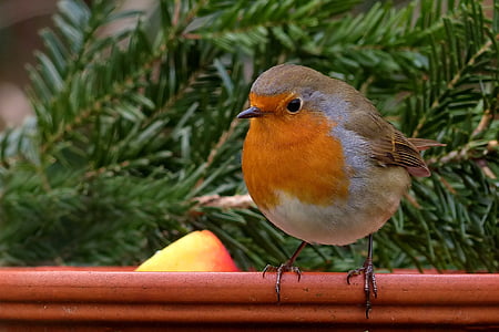 orange and gray bird on red branch