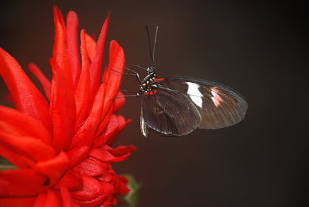 black and red butterfly perched on red flower in closeup photo