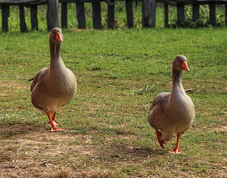 two brown Canadian goose on green grass