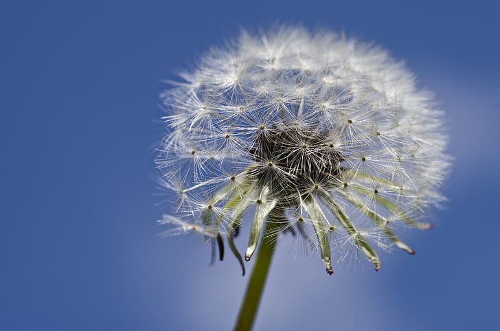 selective focus photography of white dandelion flower at daytime