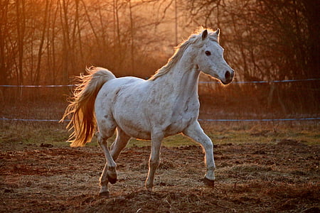 white horse on brown yard