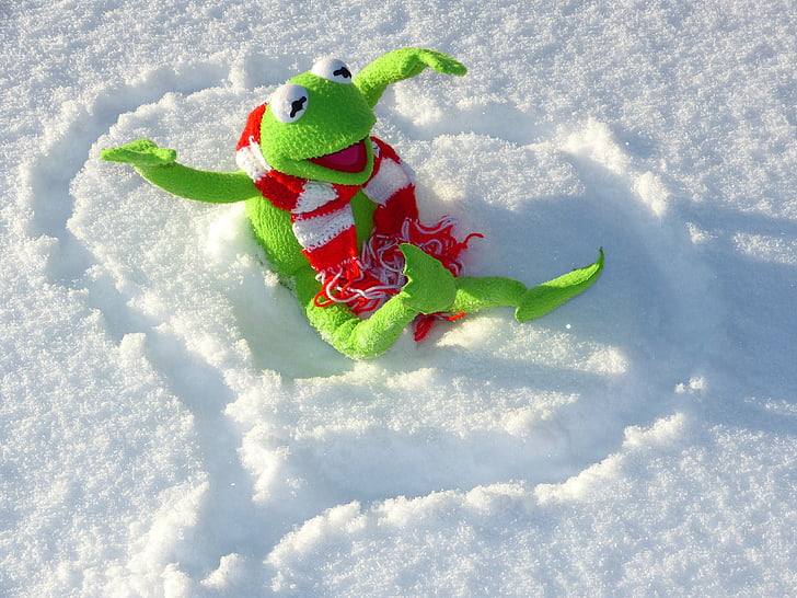 green frog on snow