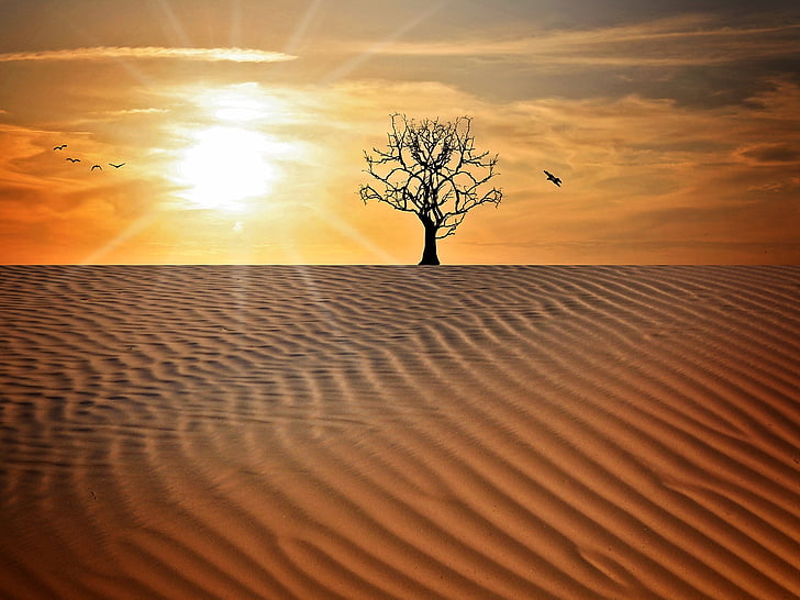 silhouette tree on desert illustration