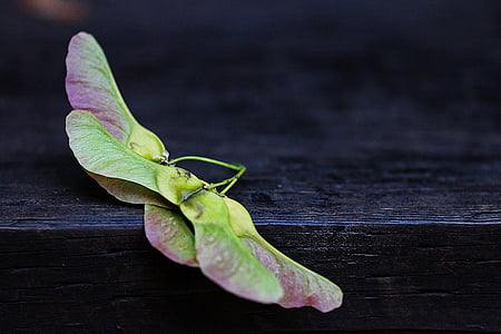green and maroon butterfly leaf