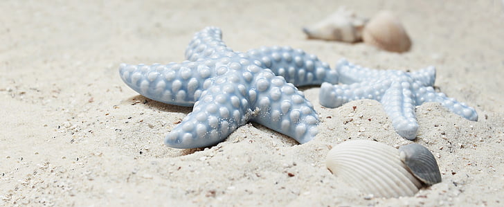 blue star fish on white sand