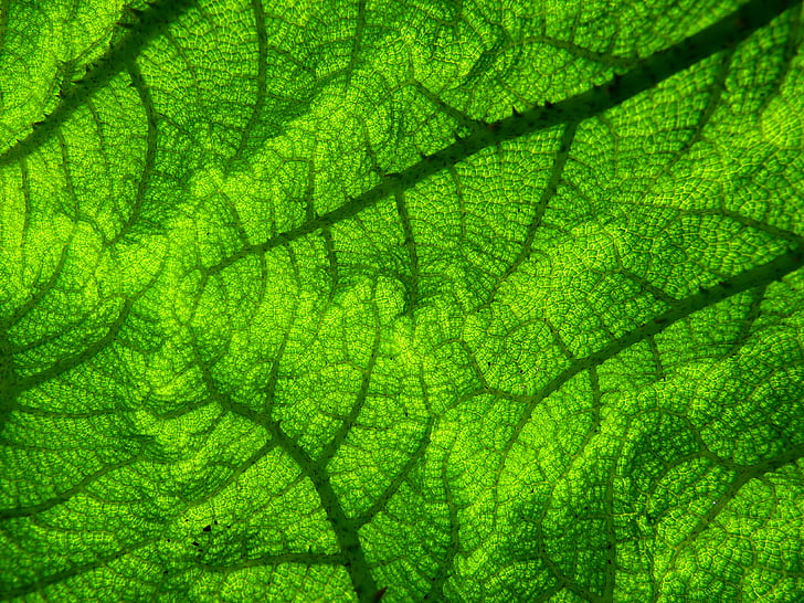 green leaf cloth