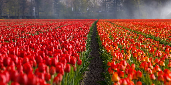 photography of red and orange tulip flowers at daytime