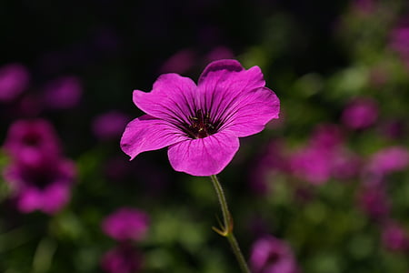 pink malva flower selective focus photography