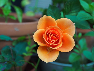 selective focus photo of orange rose flower