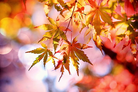 close up photography of maple leaves